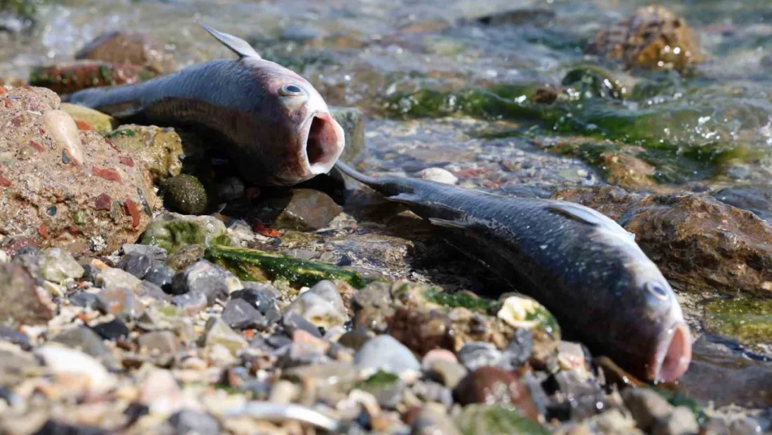 İzmir Körfezi’nde korkutan görüntü: Binlerce balık kıyıya vurdu