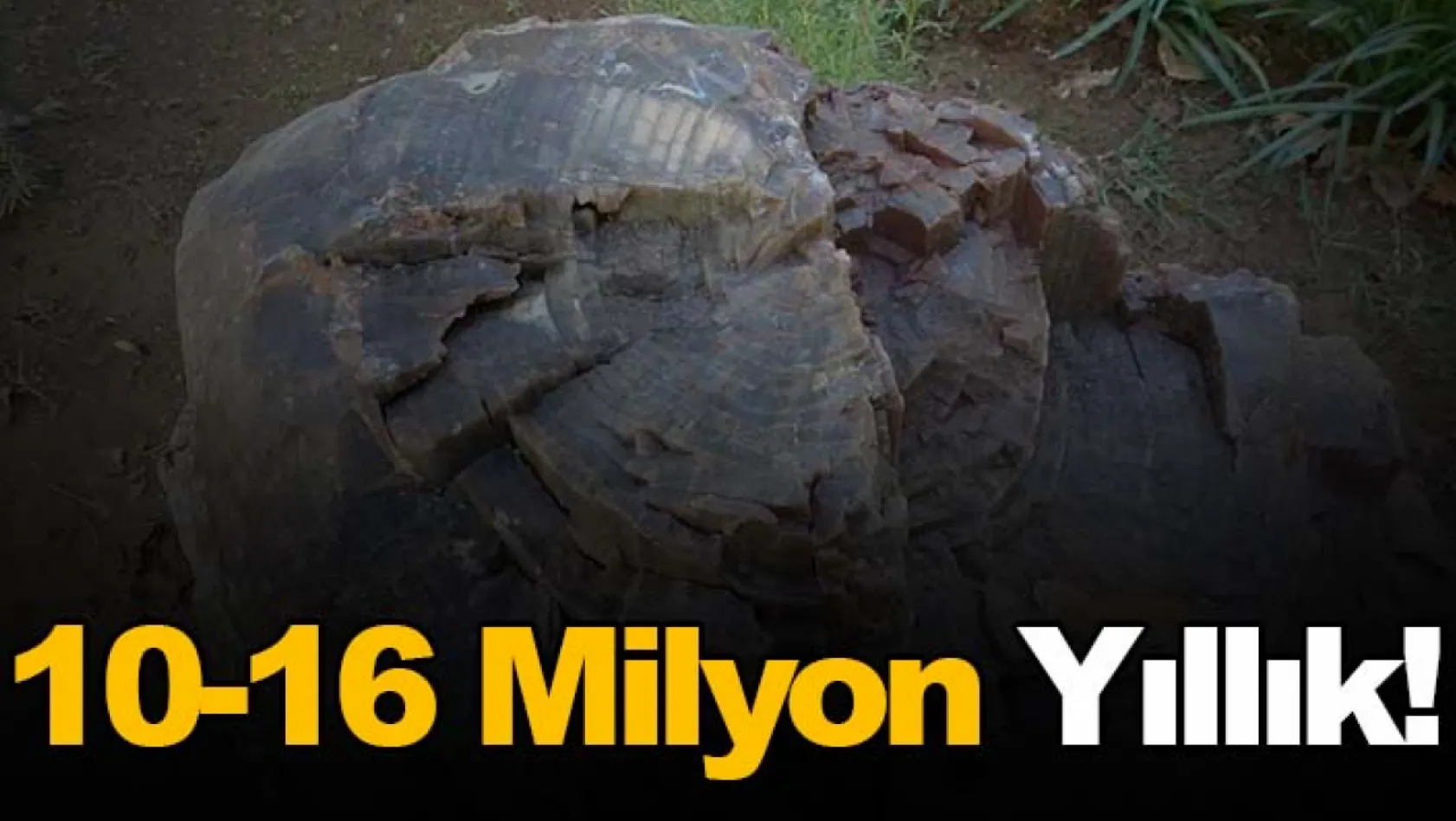 10-16 milyon yıllık! Uşak'ta 2 ağaç fosili bulundu