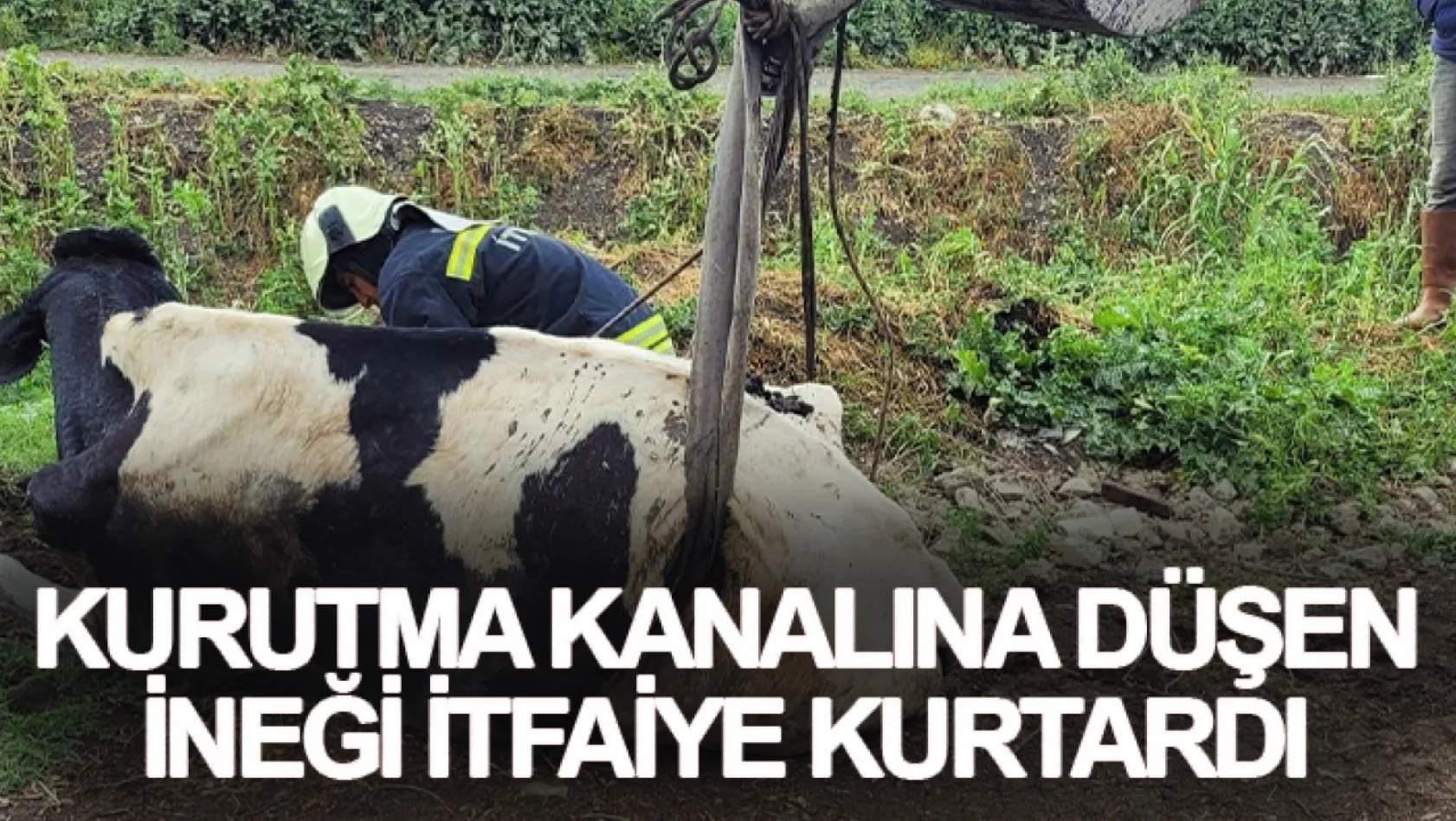 Manisa'da Kurutma kanalına düşen ineği itfaiye kurtardı