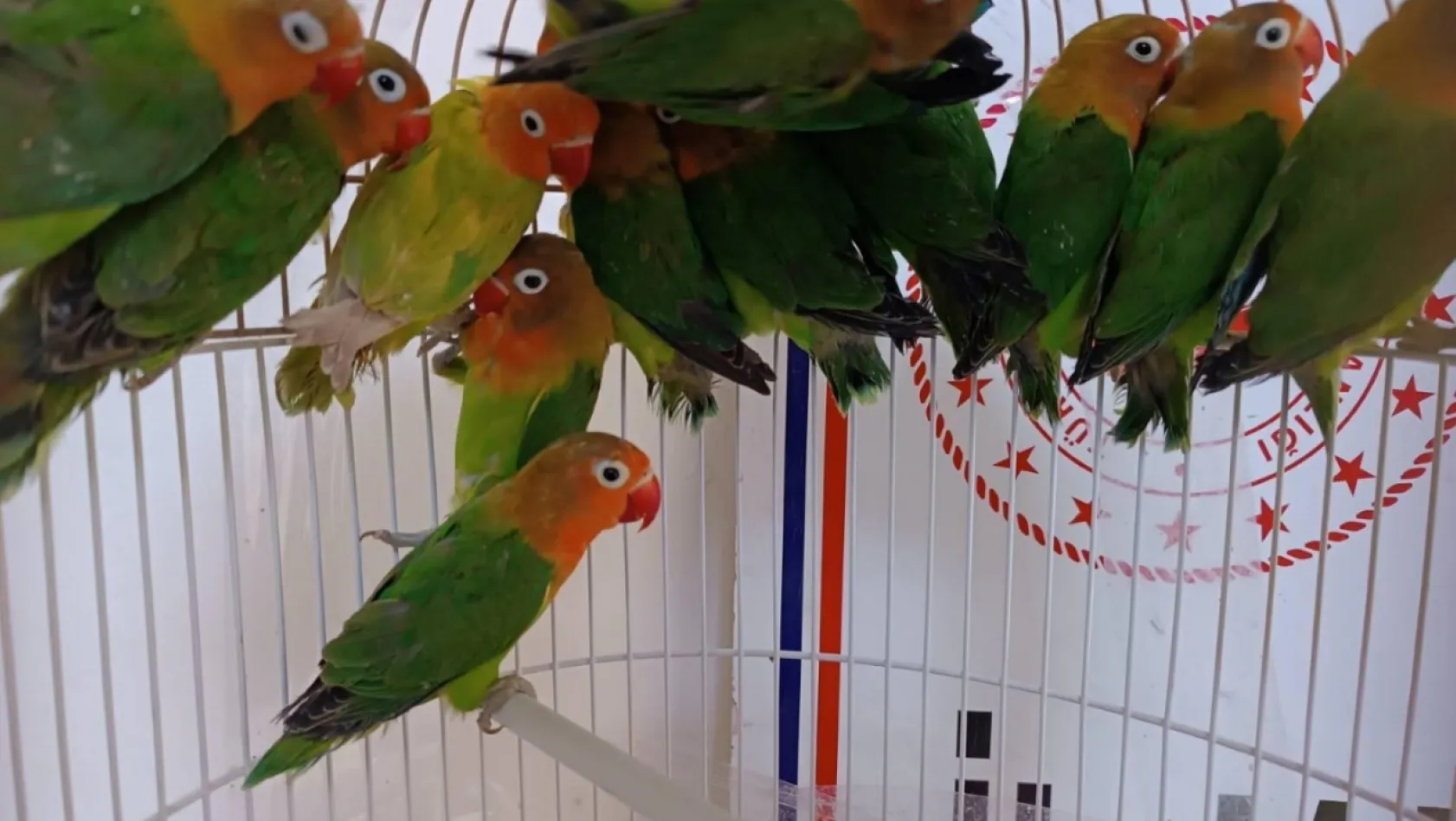 Manisa'da satışı yasak papağan ele geçirildi