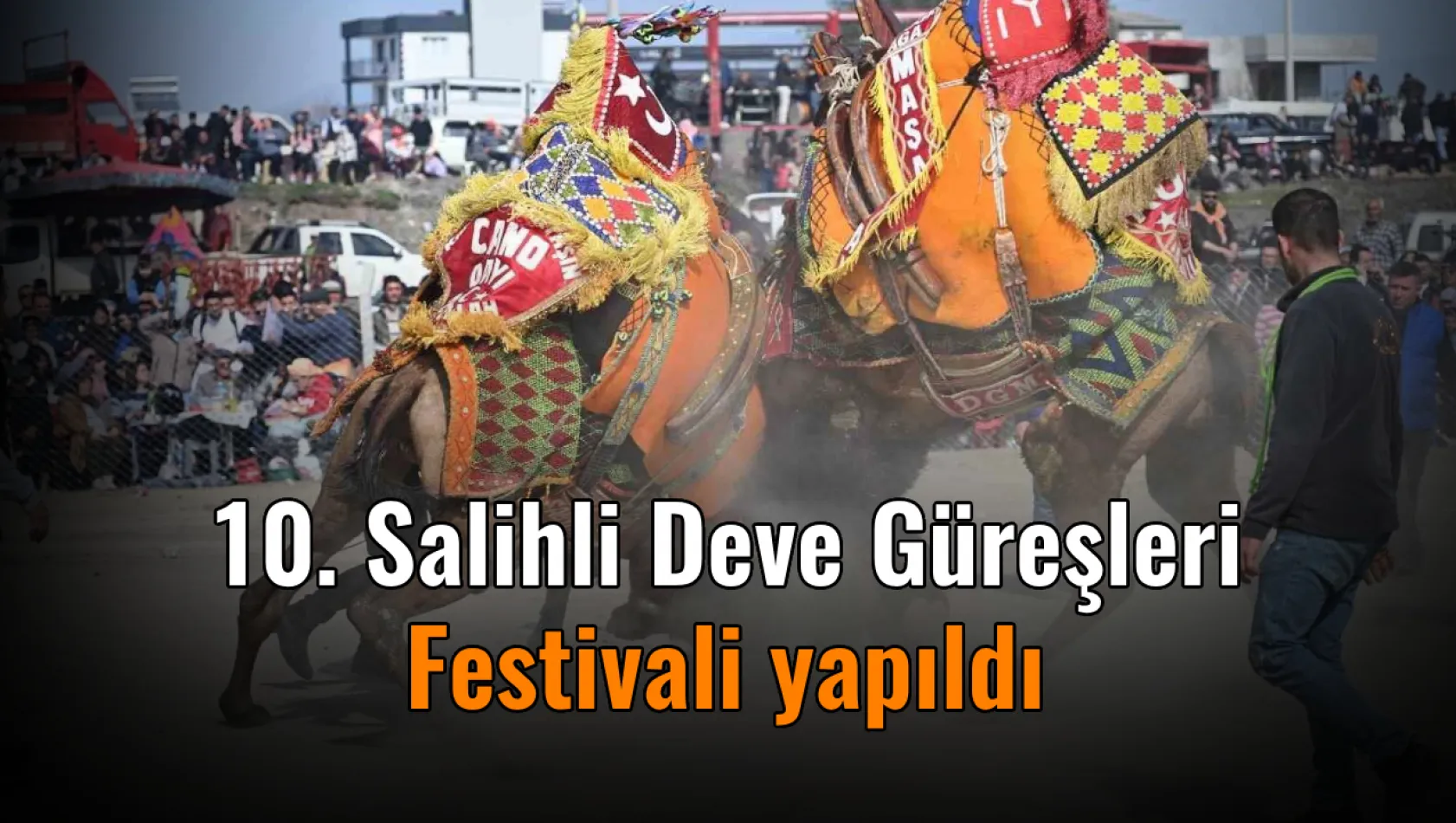 10. Salihli Deve Güreşleri Festivali yapıldı