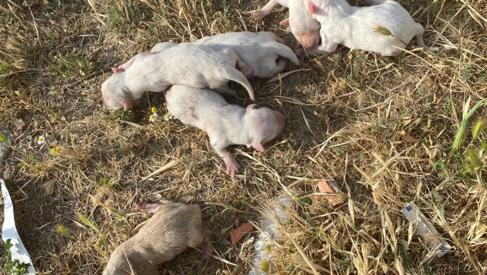 Manisa'da Çöp konteynerine atılan çuvaldan 6 köpek yavrusu çıktı