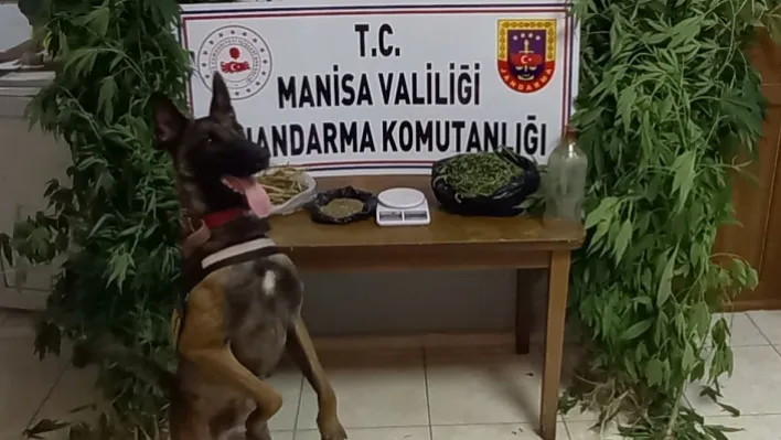 NARKOTİK KÖPEK TİMİYLE KENEVİR OPERASYONU