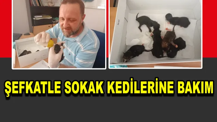 Şefkatle Sokak Kedilerine Bakım