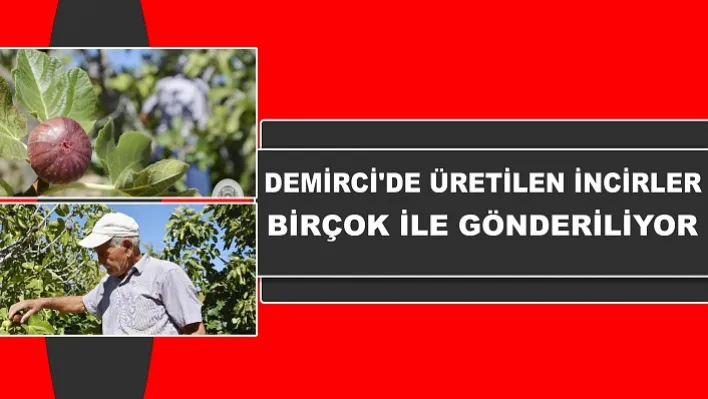 Demirci'de 285 Dekar Arazide 150 Ton İncir Üretiliyor