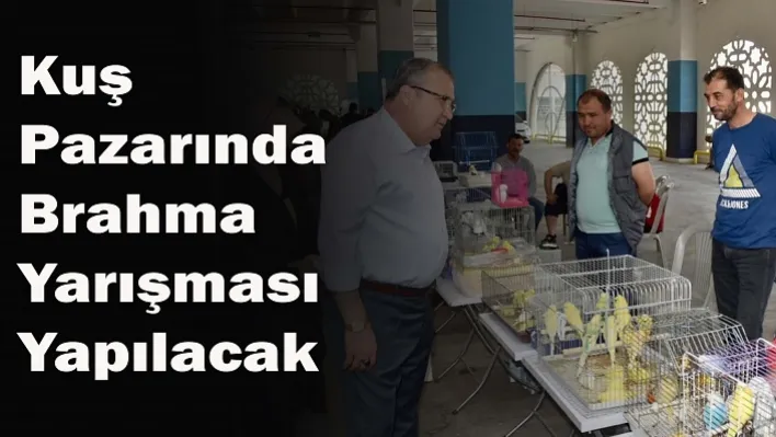 Kuş Pazarında Brahma Yarışması Yapılacak