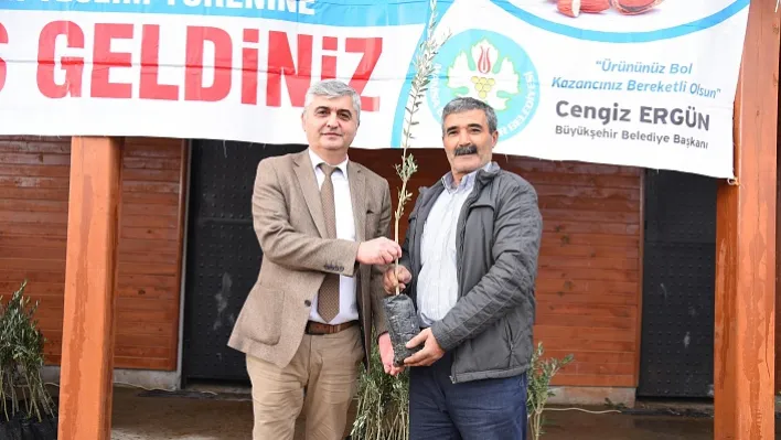 Büyükşehir'in Zeytin Fidanları Üreticiyle Buluşuyor