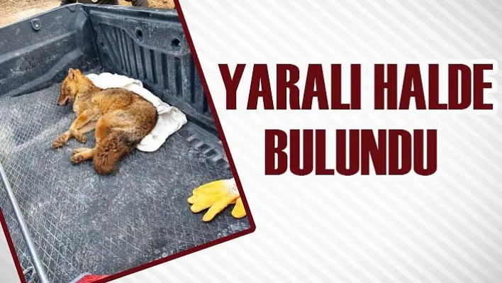 Yaralı halde bulundu