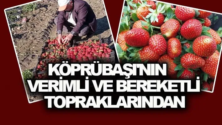 BU ÇİLEKLER BU MEVSİMDE KÖPRÜBAŞI'NIN VERİMLİ VE BEREKETLİ TOPRAKLARINDAN