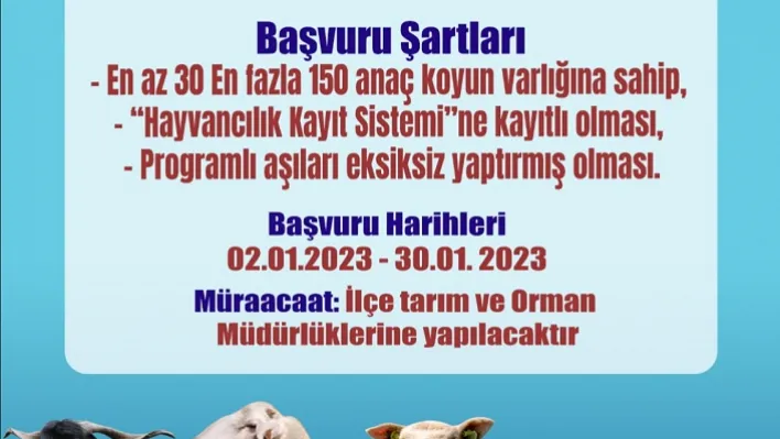 Hayvan Üreticisine 'Koç' Gibi Destekte Başvurular Başlıyor