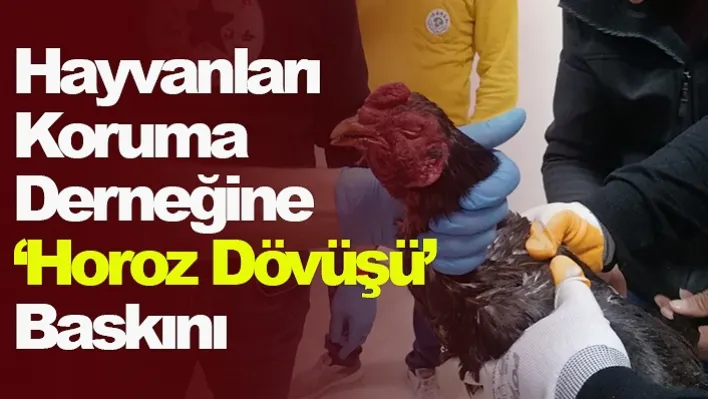 Hayvanları Koruma Derneğine 'Horoz Dövüşü' Baskını