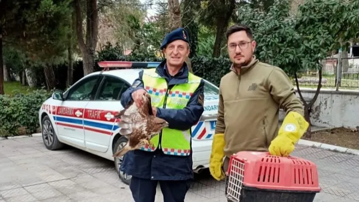 Yaralı Bulunan Şahin Tedaviye Alındı