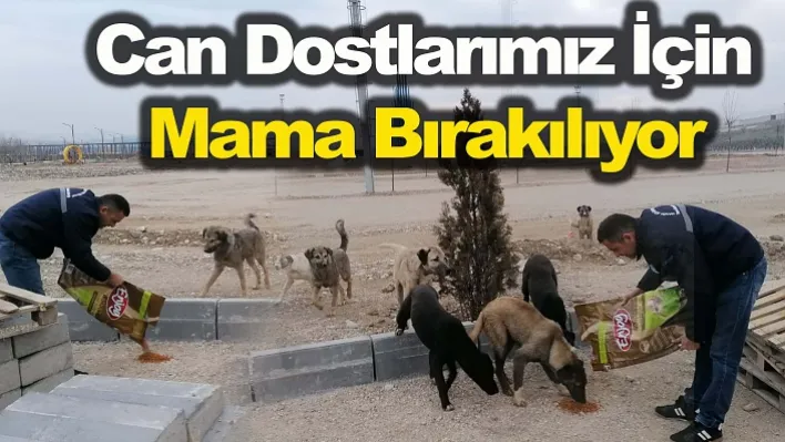 Deprem Bölgesindeki Can Dostlarımız İçin Mama Bırakılıyor