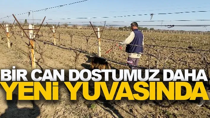 Bir Can Dostumuz Daha Yeni Yuvasında