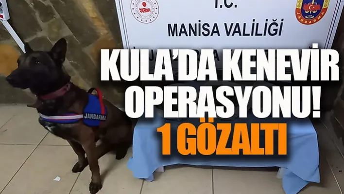 Kula'da Kenevir Operasyonu! 1 Gözaltı