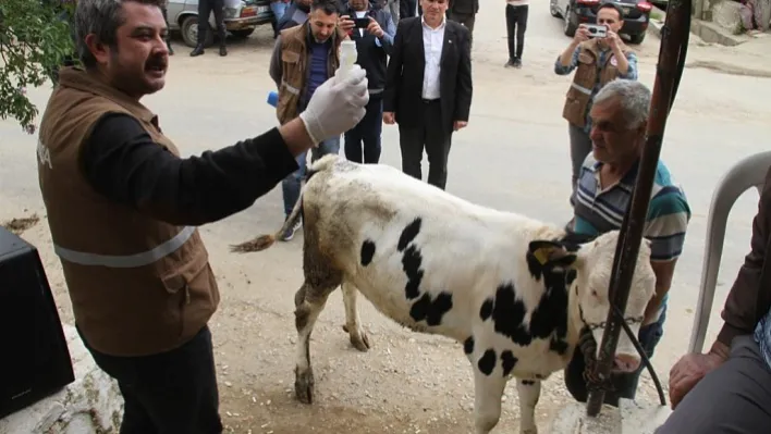 Sarıgöllü Hayvan Üreticilerine Destek