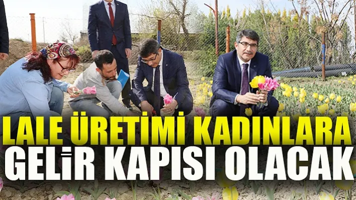 Şehzadeler Belediyesi Kendi Lalesini Kendisi Üretecek