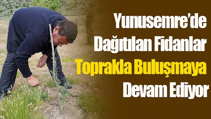 Yunusemre'de Dağıtılan Fidanlar Toprakla Buluşmaya Devam Ediyor