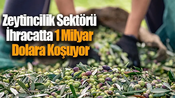 Zeytincilik Sektörü İhracatta 1 Milyar Dolara Koşuyor