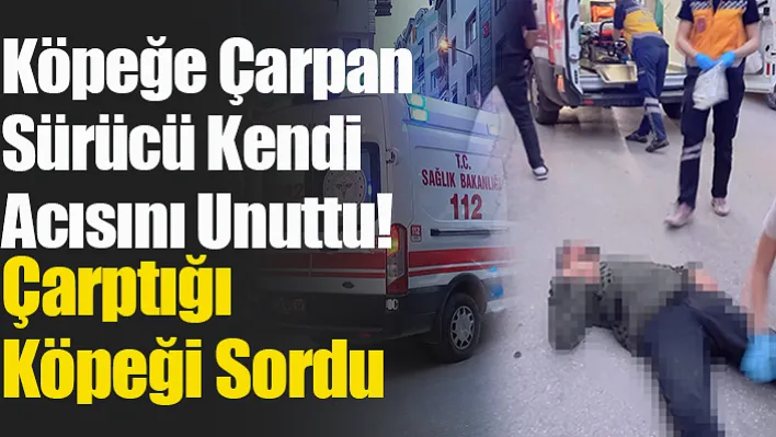 Manisa'da Köpeğe Çarpan Sürücü Kendi Acısını Unuttu! Çarptığı Köpeği Sordu