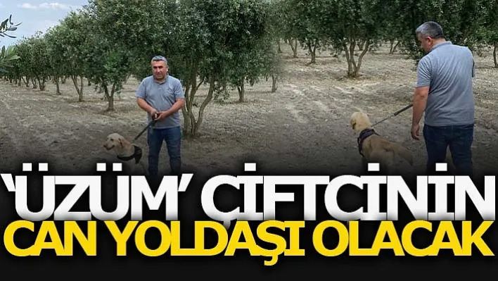 'Üzüm' Çiftçinin Can Yoldaşı Olacak