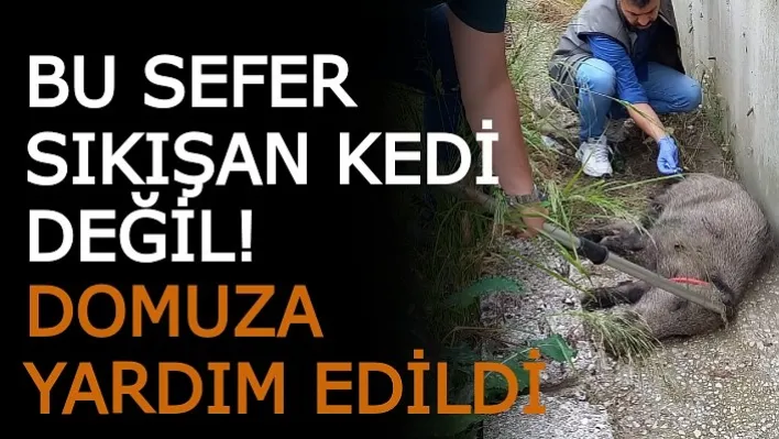 Bu Sefer Sıkışan Kedi Değil! Domuza Yardım Edildi