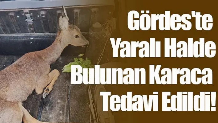 Gördes'te Yaralı Halde Bulunan Karaca Tedavi Edildi!