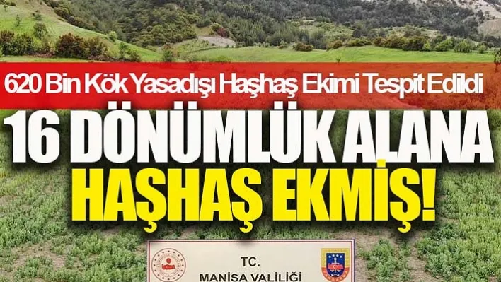 16 Dönümlük Alana Haşhaş Ekmiş!