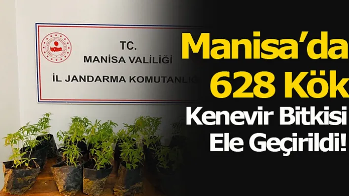 Manisa'da 628 Kök Kenevir Bitkisi Ele Geçirildi!