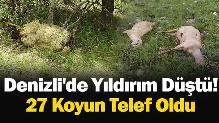 Denizli'de Yıldırım Düştü! 27 Koyun Telef Oldu