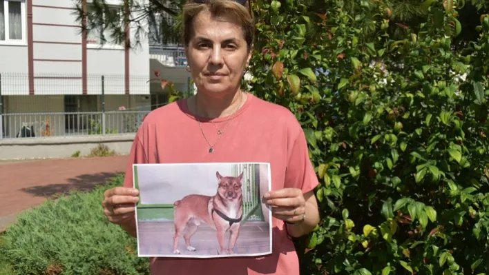 Hilal Akgül 3 Buçuk Yaşındaki Köpeğini Her Yerde Arıyor