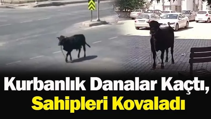 Kurbanlık Danalar Kaçtı, Sahipleri Kovaladı