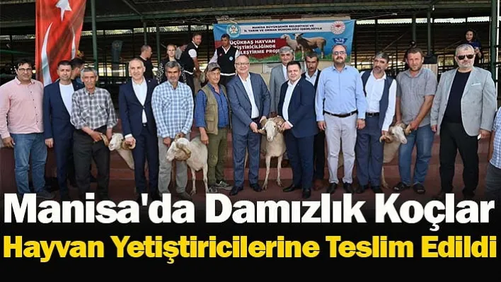 Manisa'da Damızlık Koçlar Hayvan Yetiştiricilerine Teslim Edildi!