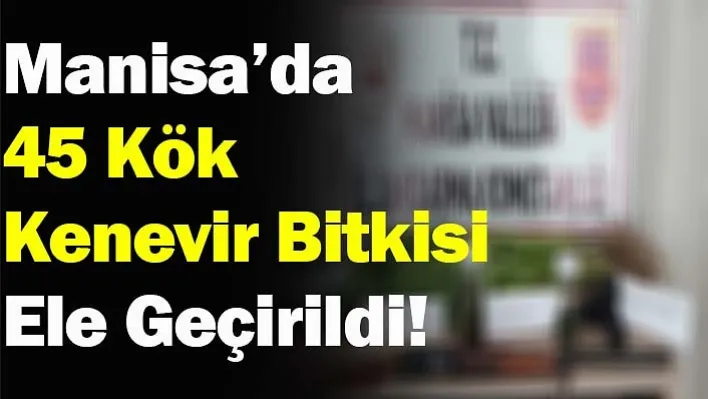 Manisa'da 45 Kök Kenevir Bitkisi Ele Geçirildi!