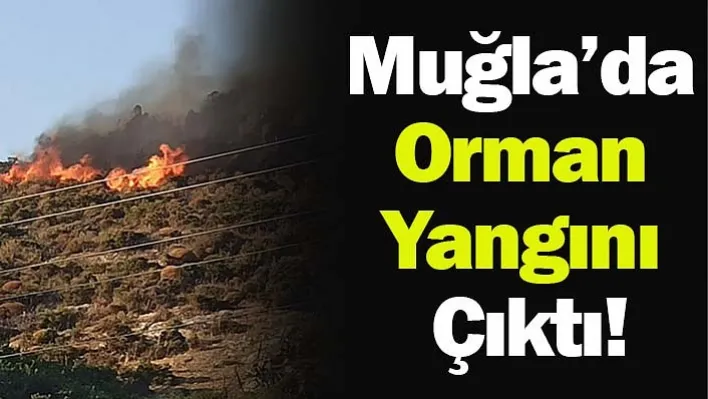 Muğla'da Orman Yangını Çıktı!