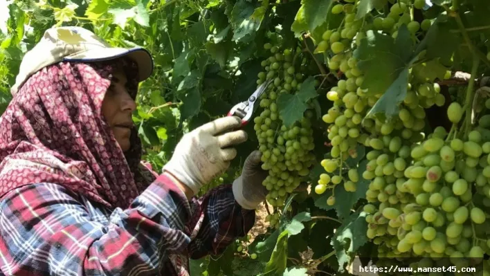 İlçede doludan zarar gören üzüm salkımları ayıklanıyor