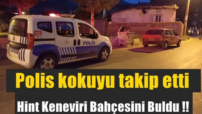 Manisa'da devriye gezen polis  kokunun geldiği yeri takip etti! Hint keneviri bahçesini buldu