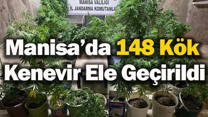 Manisa'da 148 Kök Kenevir Ele Geçirildi