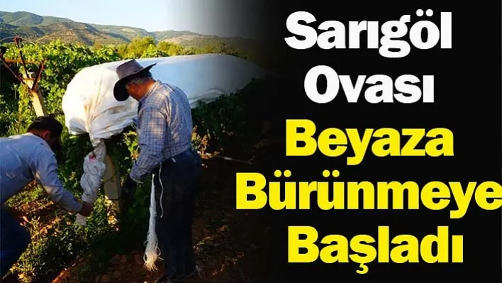 Sarıgöl'de Üzüm Bağları Beyaz Örtüyle Kaplanmaya Başladı