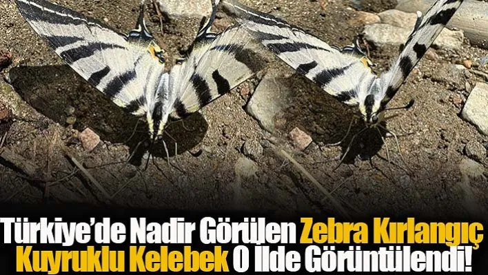 Türkiye'de Nadir Görülen Zebra Kırlangıç Kuyruklu Kelebek O İlde Görüntülendi!