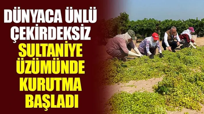 Dünyaca Ünlü Çekirdeksiz Sultaniye Üzümünde Kurutma Başladı