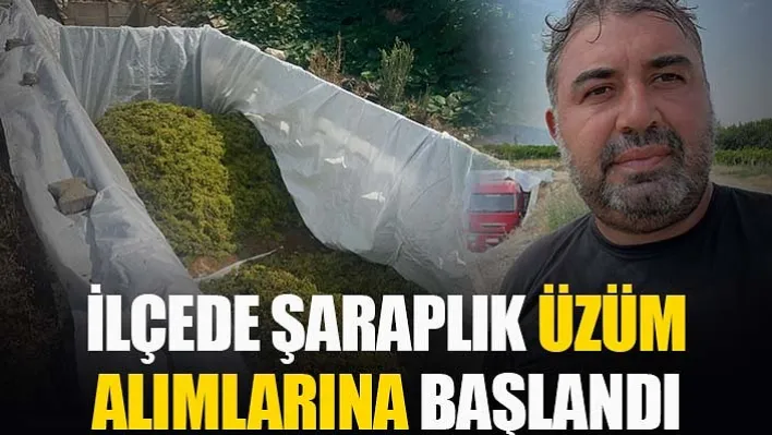 İlçede Şaraplık Üzüm Alımlarına Başlandı