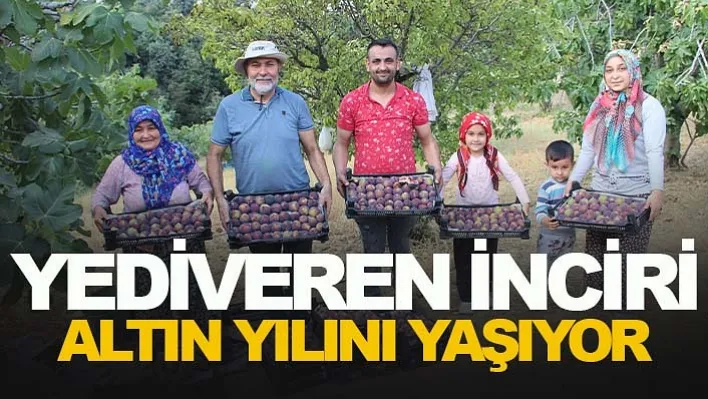 Manisa'da Topladıkça veren incir hem ağızları tatlandırıyor hem de üreticinin yüzünü güldürüyor