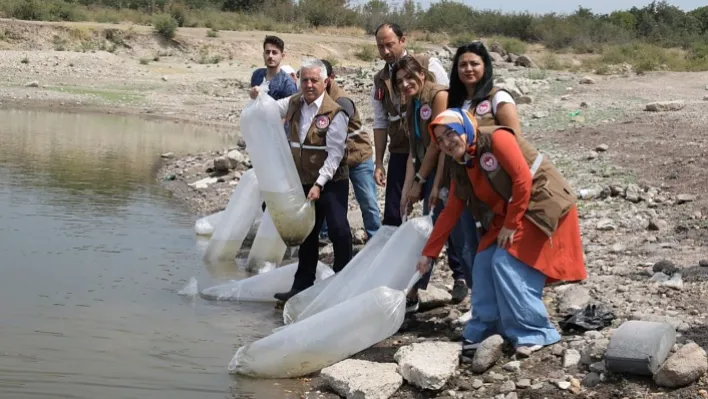 Manisa'da 890 bin sazan suyla buluştu