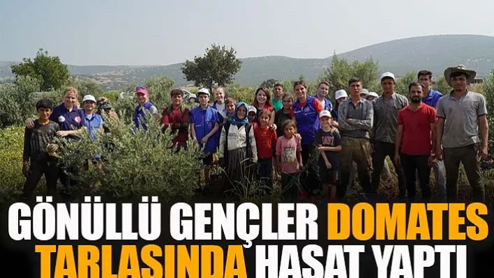 Manisa'da Gönüllü Gençler Domates Tarlasında Hasat Yaptı