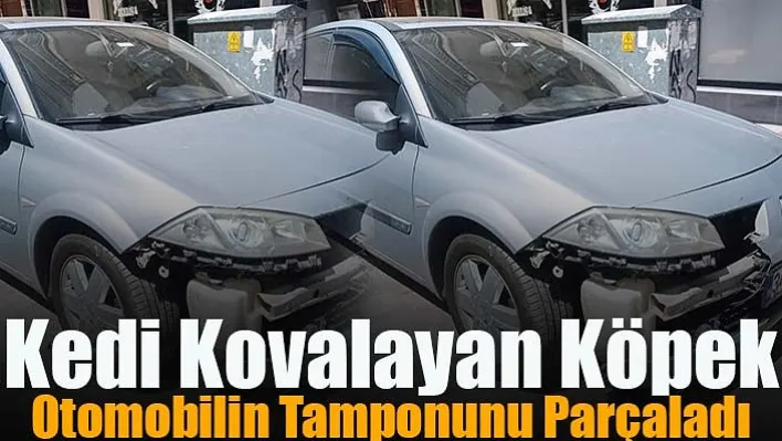 Manisa'da Kedi Kovalayan Köpek Otomobilin Tamponunu Parçaladı