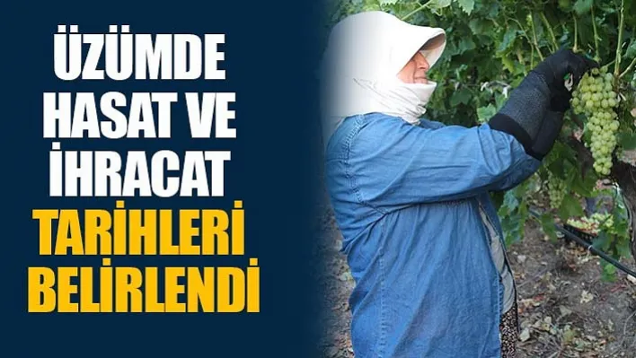 Üzümde hasat ve ihracat tarihleri belirlendi