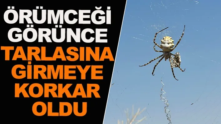 Yonca tarlasında dünyanın en zehirli örümceklerinden birisi olan 'argiope lobata' türü örümceği buldu