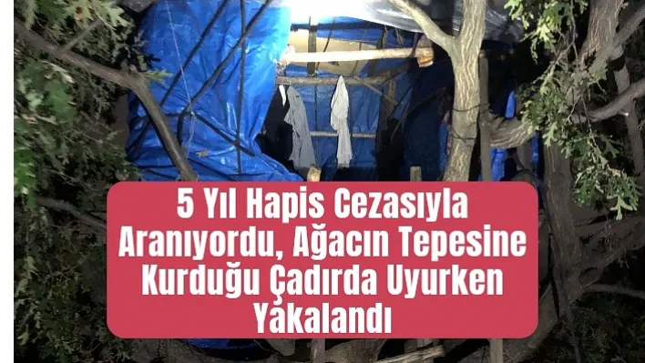 5 yıl hapis cezasıyla aranıyordu, ağacın tepesine kurduğu çadırda uyurken yakalandı