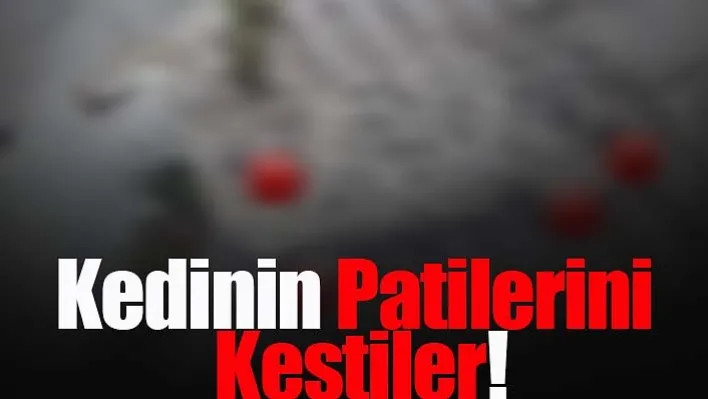 Kedinin Patilerini Kestiler!